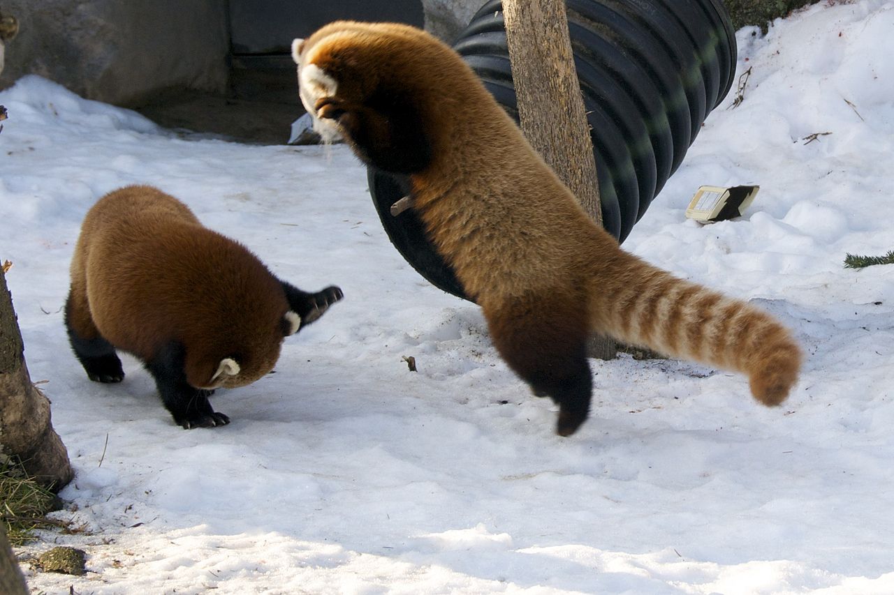 Red pandas playing in the snow